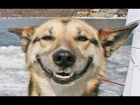 Los perros están tan asimilados a la vida con los humanos, que pueden estar aprendiendo gestos humanos, como sonreír. Es increíble.
